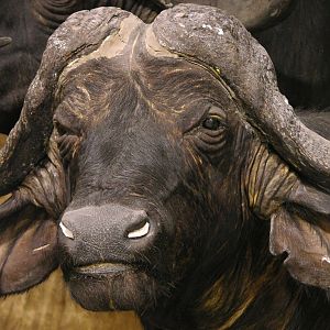 Cape Buffalo Shoulder Mount Taxidermy