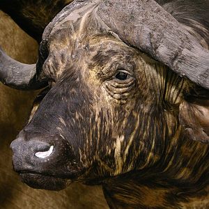 Cape Buffalo Shoulder Mount Taxidermy