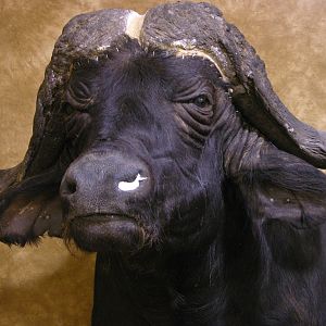 Cape Buffalo Shoulder Mount Taxidermy