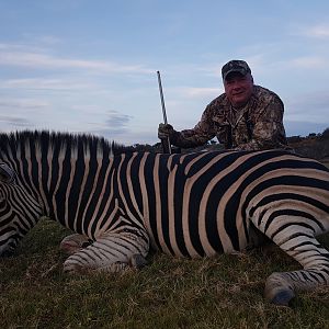 Burchell's Plain Zebra Hunting South Africa