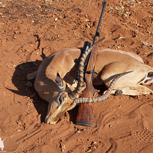 Limpopo Impala