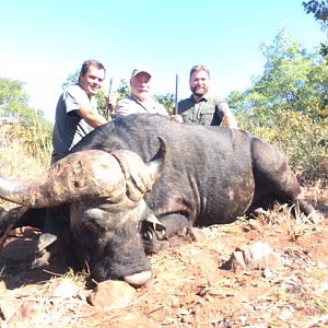 Cape Buffalo Hunt South Africa