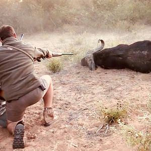 Cape Buffalo Hunt in South Africa