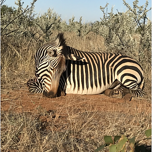 Hartmann's Mountain Zebra Bow Hunting Namibia