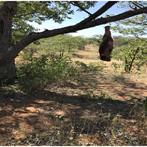 Leopard Baiting