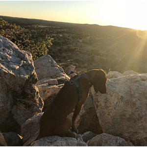 Nala basking in the early morning sun