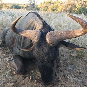 Blue Wildebeest Hunting Namibia