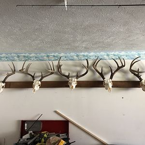 Deer European Skull Mounts Taxidermy