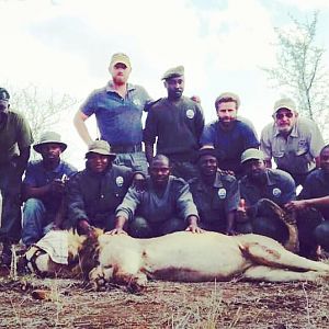 Hunting Lion in Mozambique