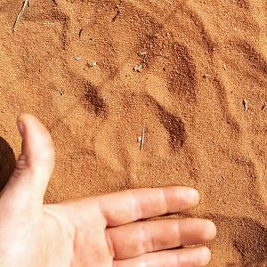 Leopard Track