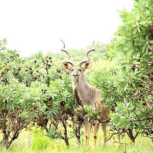 Beautiful Kudu bull amongst Protea bushes in the Waterberg