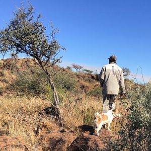 Tracking Cape Buffalo