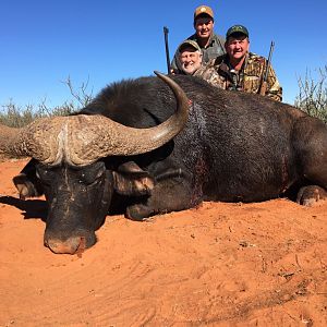 South Africa Hunt Cape Buffalo