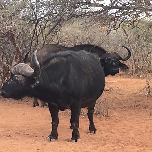 Cape Buffalo South Africa