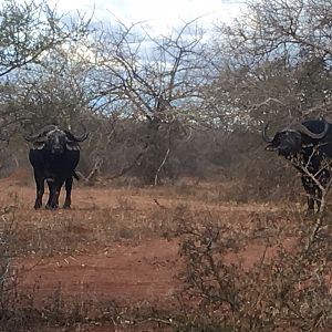 Cape Buffalo South Africa