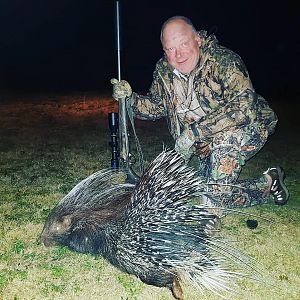 South Africa Hunting African Porcupine