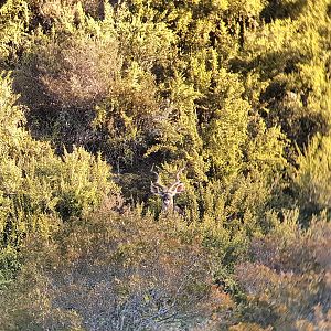 Grey ghost blending into the thick bushveld