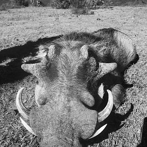 South Africa Warthog