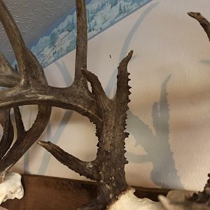 Deer European Skull Mount Taxidermy