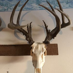 Deer European Skull Mount Taxidermy