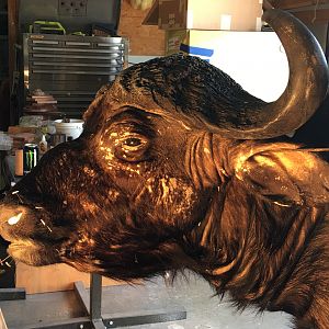 Cape Buffalo Taxidermy Progress