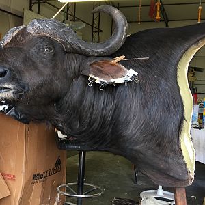 Cape Buffalo Taxidermy Progress