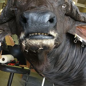 Cape Buffalo Taxidermy Progress