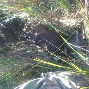 Bushbuck Hunt South Africa