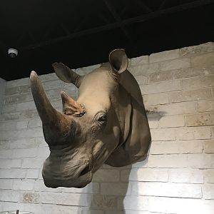 White Rhino Shoulder Mount Taxidermy