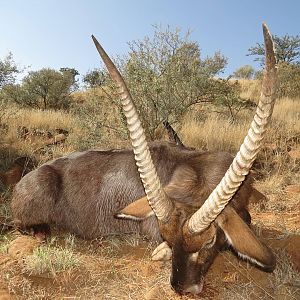 Waterbuck Hunt South Africa