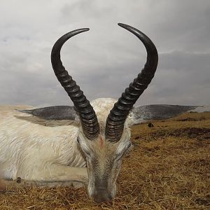 South Africa Hunt White Springbok