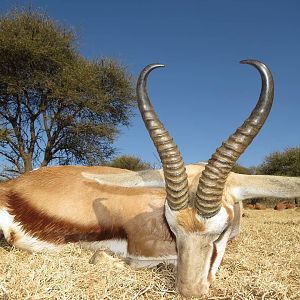 Hunting Springbok in South Africa