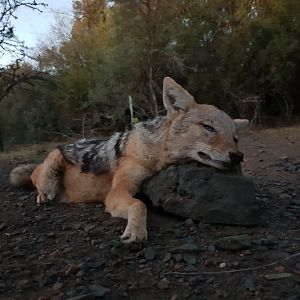 Jackal Hunt South Africa