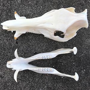 Hog European Skull Mount Taxidermy