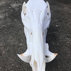 Hog European Skull Mount Taxidermy