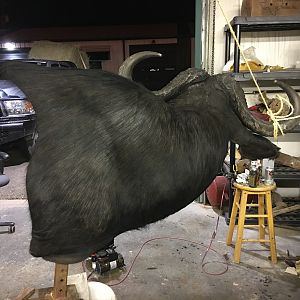 Cape Buffalo Taxidermy Progress