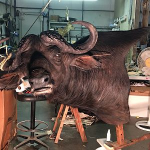 Cape Buffalo Taxidermy Progress