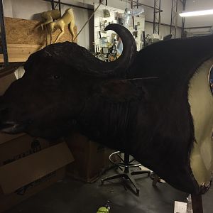 Cape Buffalo Taxidermy Progress