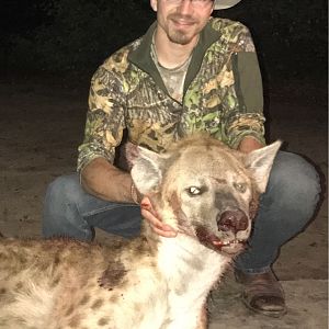 Spotted Hyena Hunt in Zimbabwe