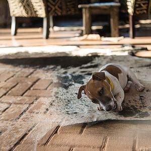 Jack Russel enjoying keeping himself busy