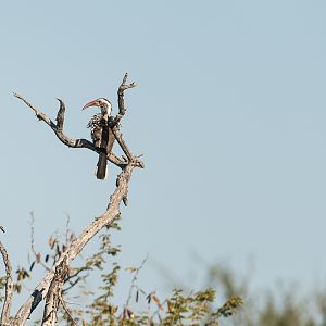 Hornbill South Africa