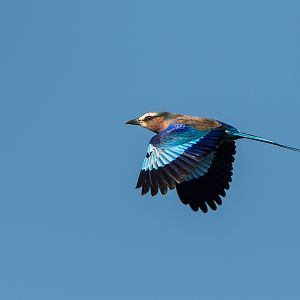 Lilac Breasted Roller South Africa