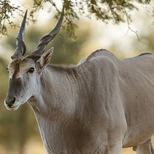 Eland South Africa