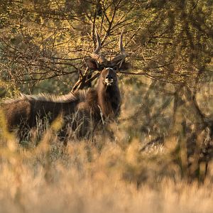 Nyala South Africa