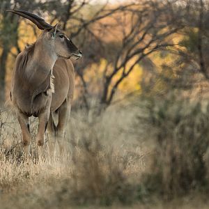 Eland South Africa