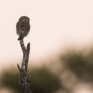 Spotted-Eagle Owl South Africa