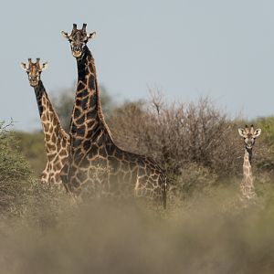 Giraffe South Africa