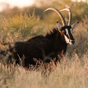 Sable Antelope South Africa