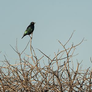 Common Starling South Africa