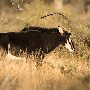 Sable Antelope South Africa